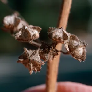 Lavatera cretica, fruit