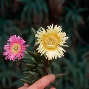 Ice Plant