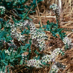 Heliotropium, Las Flores
