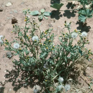 Senecio vulgaris