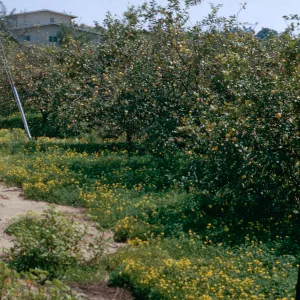 Oxalis orchard, old camera