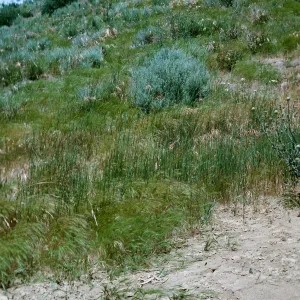 Medusa, Potrero Seco