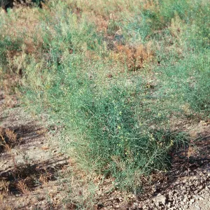 Mustard, Santa Barbara Canyon