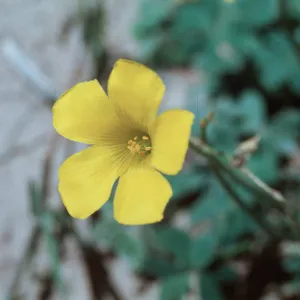 Oxalis pes-caprae