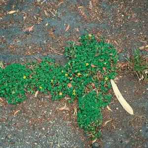 Oxalis corniculata