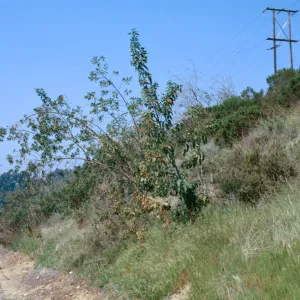 Nicotania, old camera