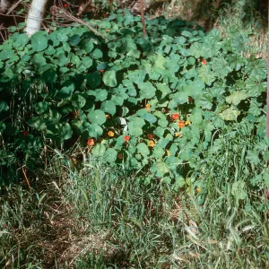 Nasturtium