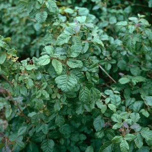 Poison Oak