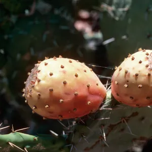 Opuntia (Prickly-pear), Los Alamos