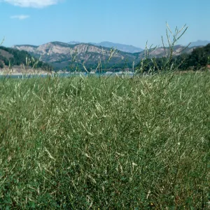 White Sweet Clover, upper Cachuma