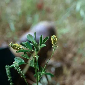 Melilotus indicus