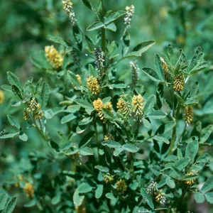 Melilotus indicus