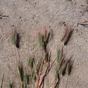 Hordeum, meadow, Montgomery Potrero