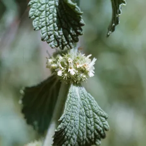 Horehound, Marrubium vulgare
