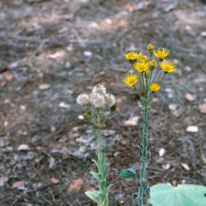 Heterotheca