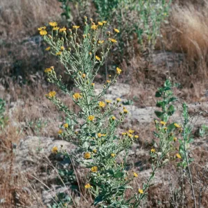 Heterotheca