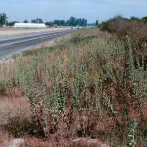 Heterotheca