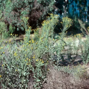 Heterotheca