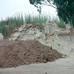 Heterotheca