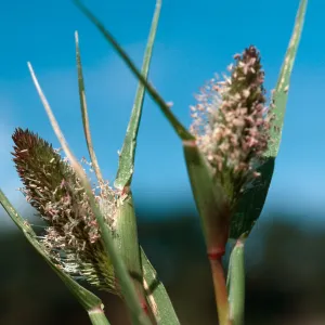 Heleochloa schoenoides flowers