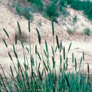 Harding Grass flowers