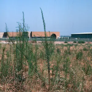 Horseweed