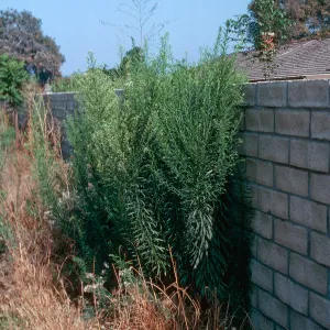 Horseweed