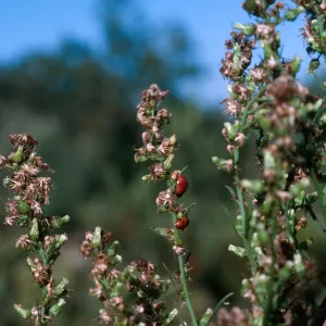 Horseweed