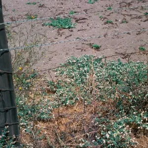 Heliotropium flowers & leaves