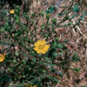 Hemizonia, Las Flores