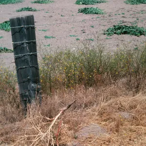 Hemizonia, Las Flores