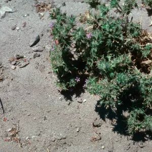 Navarretia, Las Flores