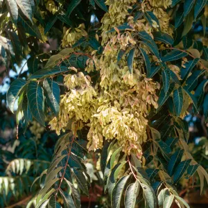 Ailanthus, Las Flores
