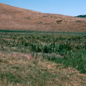 Iris orientalis, Las Flores