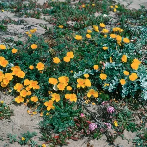 Poppy, Point Conception