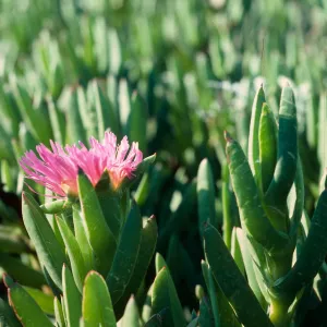 Ice Plant, El Capitan