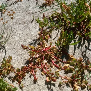Chenopodium, rye, upper Cachuma Dam