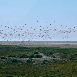 mouth, Santa Maria River