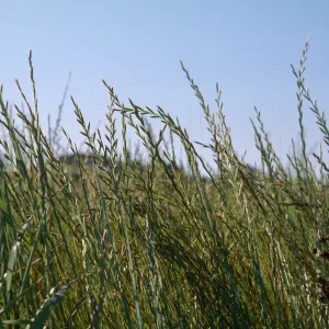 Las Alamos, ryegrass