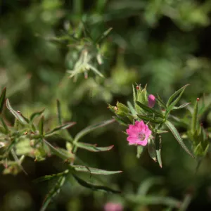 Geranium dissectum, Los Alamos wash