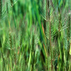 Hordeum gussoneanum, Los Alamos