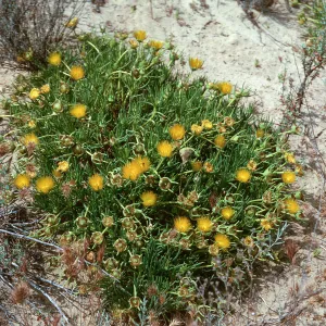 Conicosia elongata, Dune Lakes