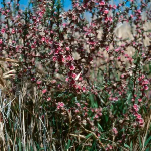 Salsola paulsenii, Mt. Abel Road