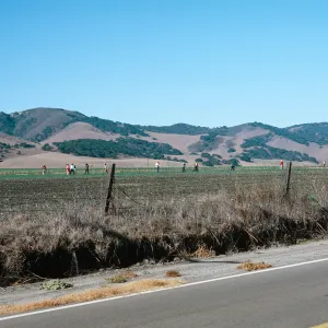 weed hoers, San Antonio Creek