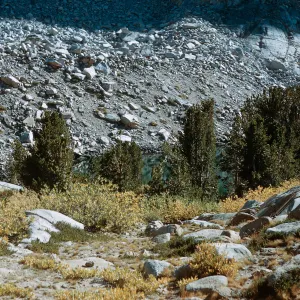 Salix (Willow)& Cassiope (Moss Heather) on Piute Pass Trail