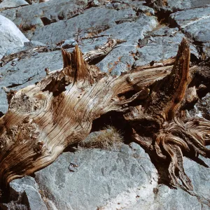 Weathered log, Piute Pass