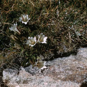 Gentiana, side of Lake Muriel, above Piute Pass