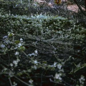 Marah, Pritchett Trail, SBBG