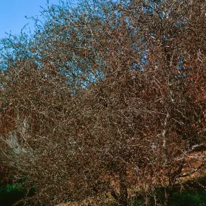 Ceanothus megacarpus burned