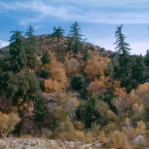 Acer macrophylla (on slopes) in fall color, Pseudotsuga menziesii, Populus along stream, upper Sespe, November, 1963